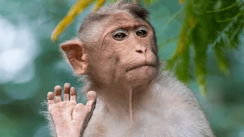 Wer kann den Markt schlagen? Affe